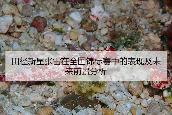 田径新星张雷在全国锦标赛中的表现及未来前景分析
