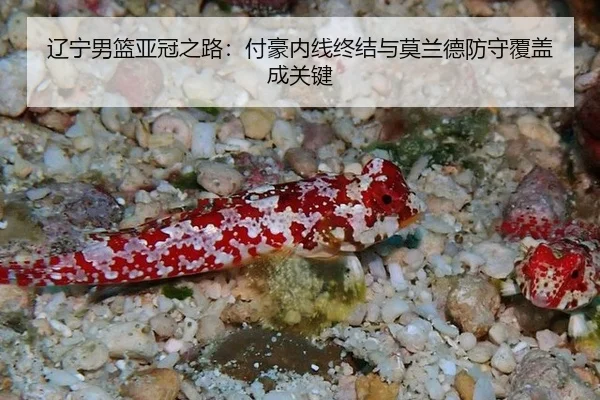 辽宁男篮亚冠之路：付豪内线终结与莫兰德防守覆盖成关键